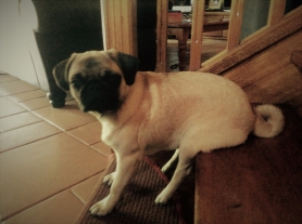 gallery/downsize_1280_0-pug456